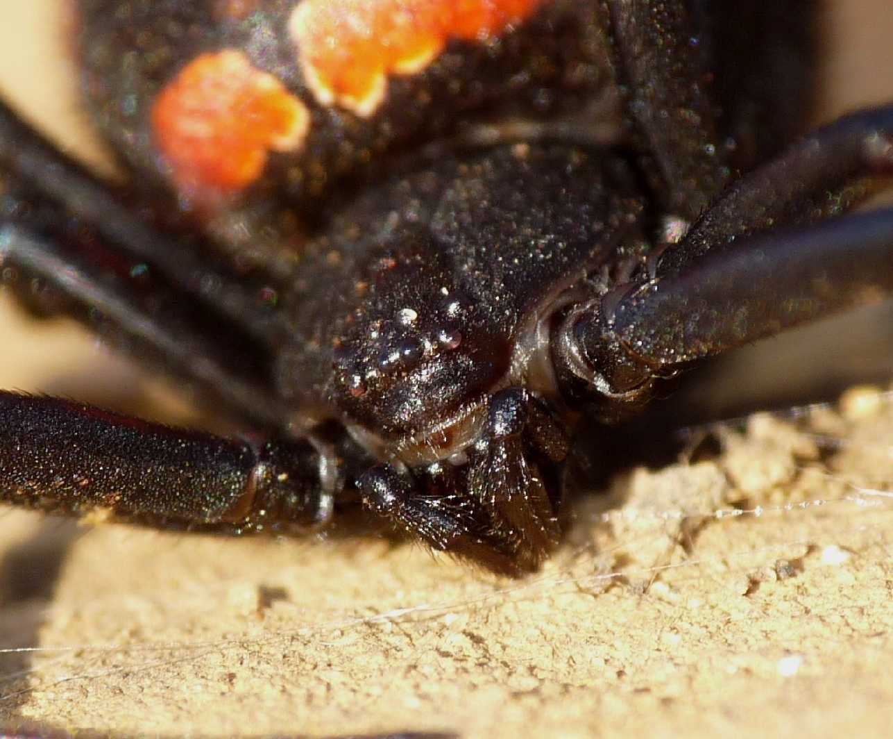 Latrodectus nel Lazio